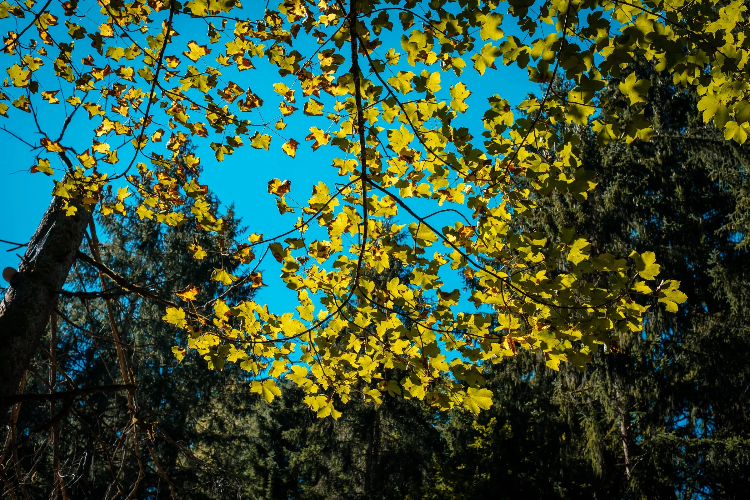 Gelbes Herbstlaub im Gegenlicht vor blauem Himmel