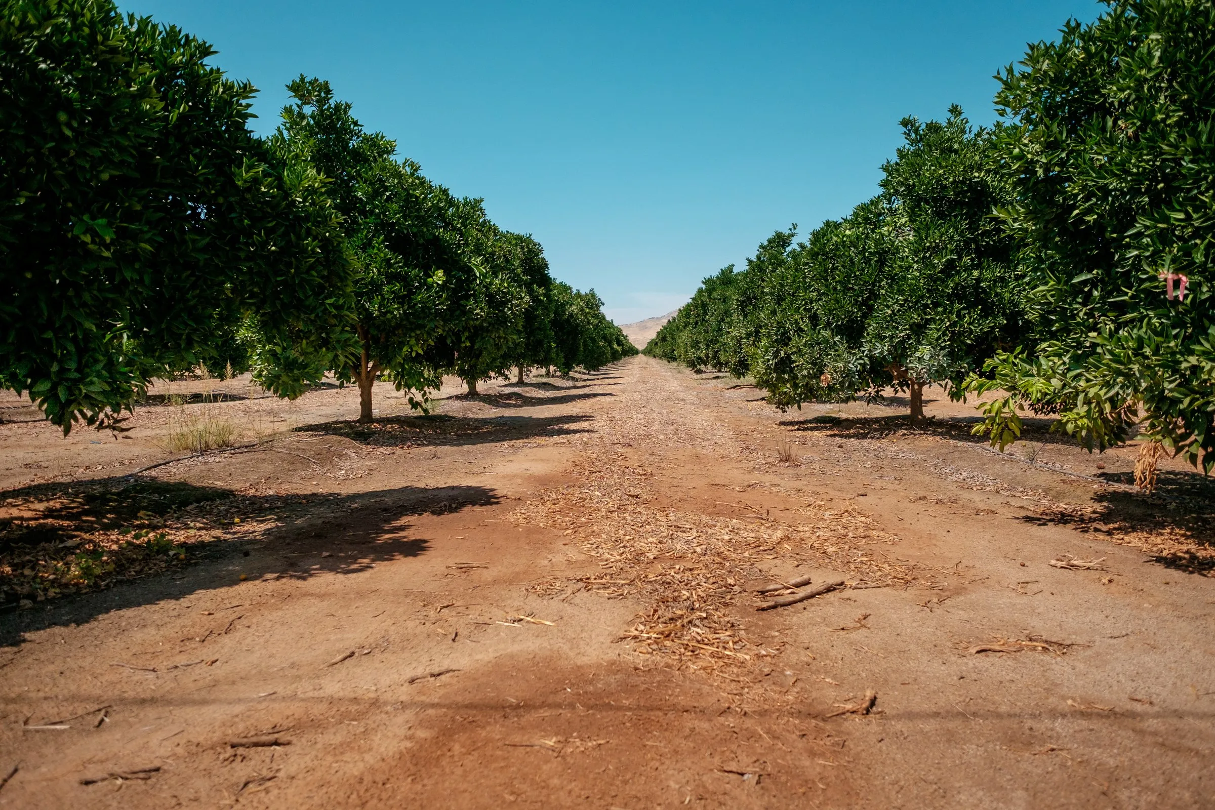 Weg zwischen Reihen von Orangenbäumen in einer Plantage