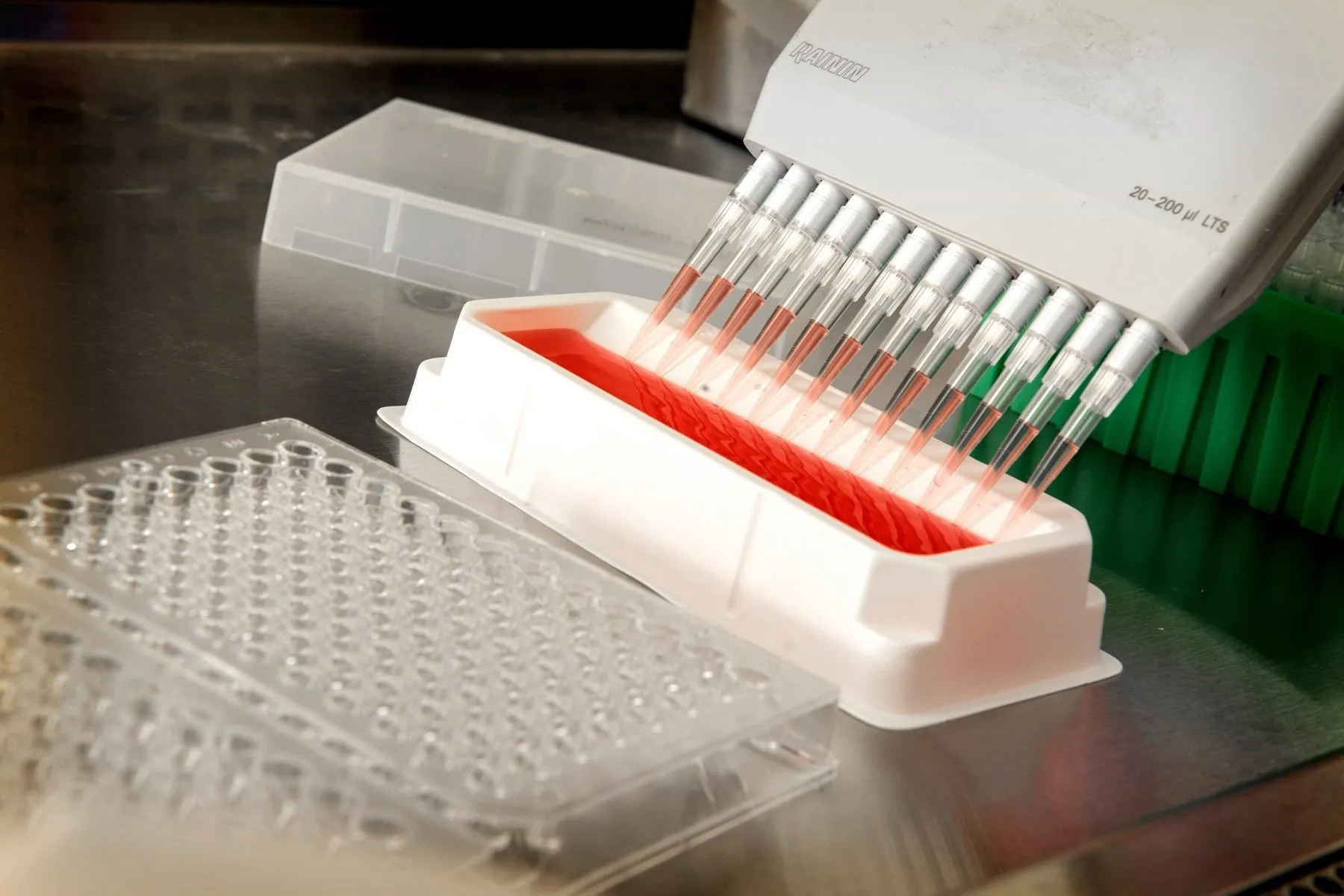 Mehrkanalpipette befüllt eine Mikrotiterplatte